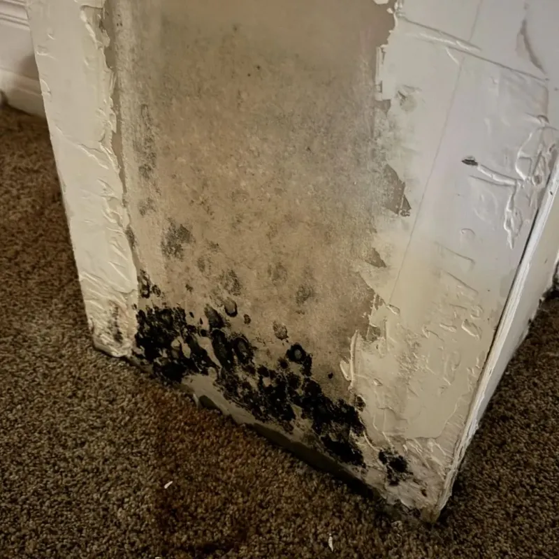 Professional Mold Removal in Christiansburg, VA